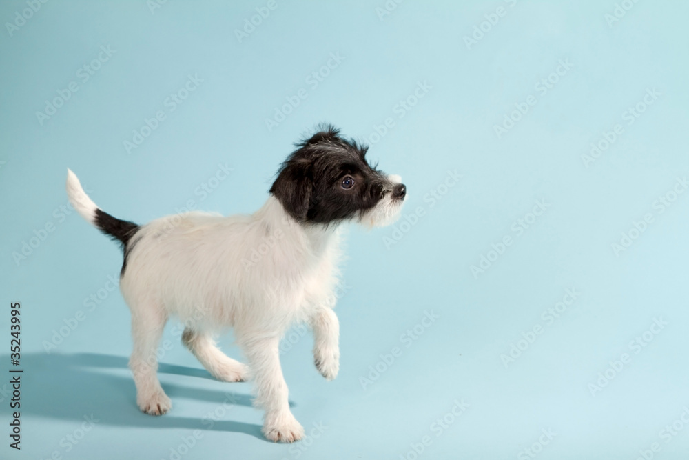 Parson Jack Russel Terrier