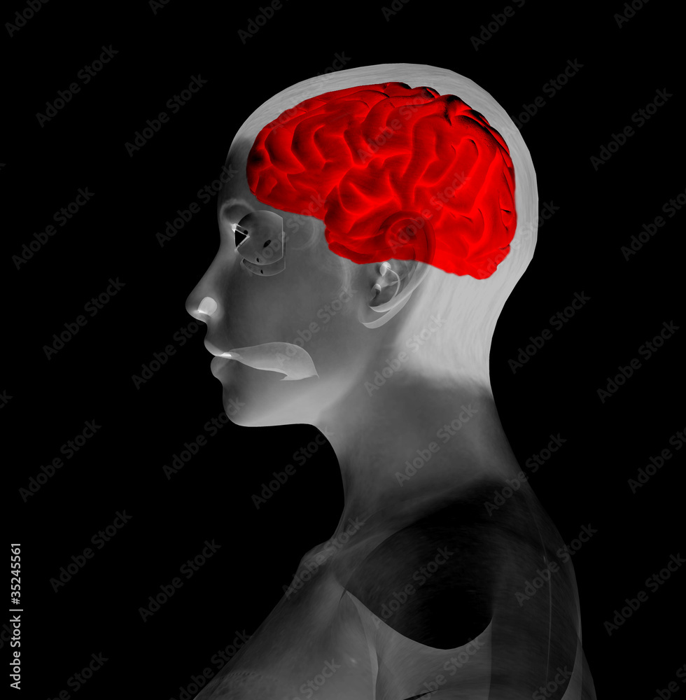 My Brain My Brain