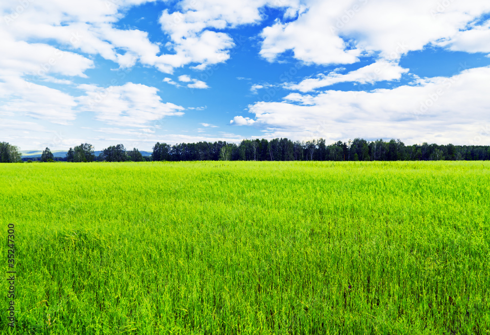 Summer landscape