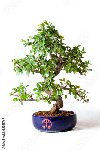 Eml Bonsai