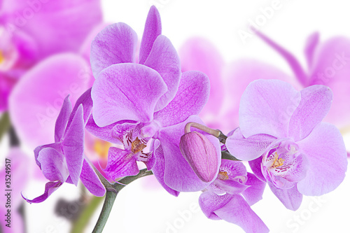 orchids