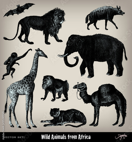 Engraving vintage African animal set.
