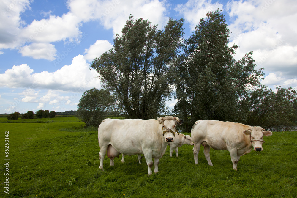 dutch cow with blue sky and clouds