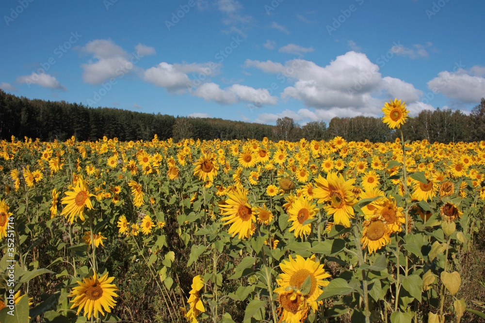 Obraz premium Поле подсолнечника
