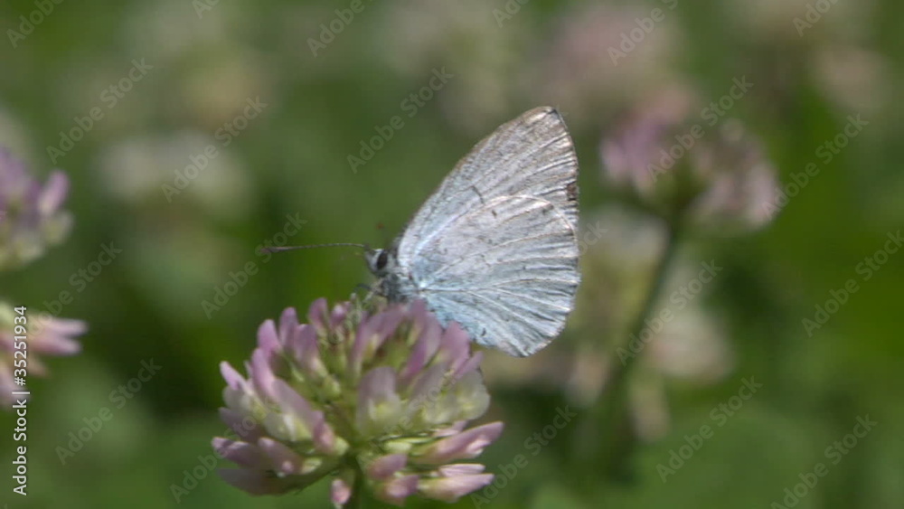 butterfly 03 butterfly 03