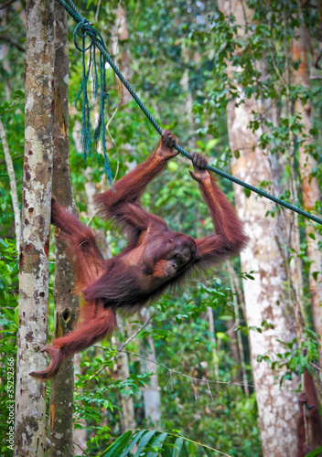 orangutang in action © tiero