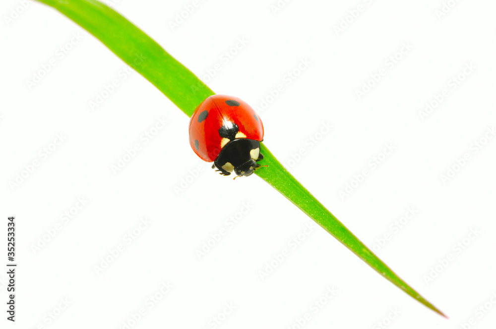 Fototapeta premium ladybug