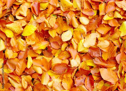 fallen autumn leaves