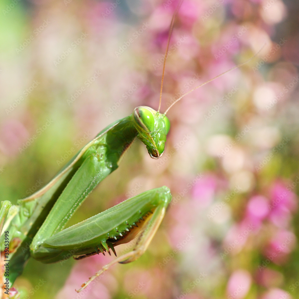 Praying Mantis