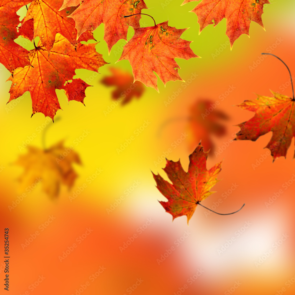 Autumn background Autumn background