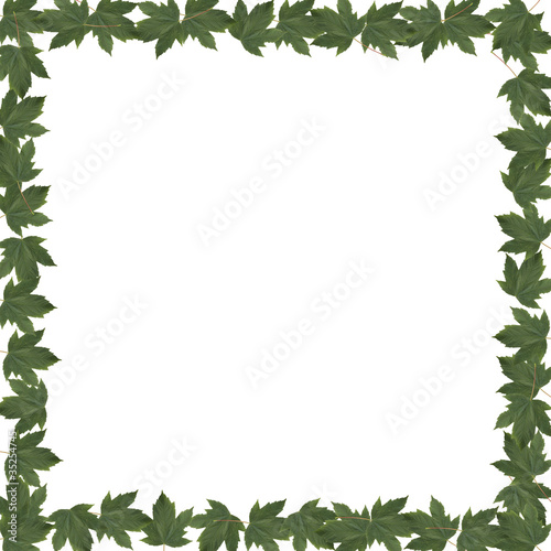 Frame green leaves