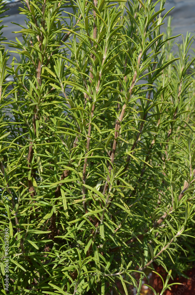 Obraz premium rosmarino