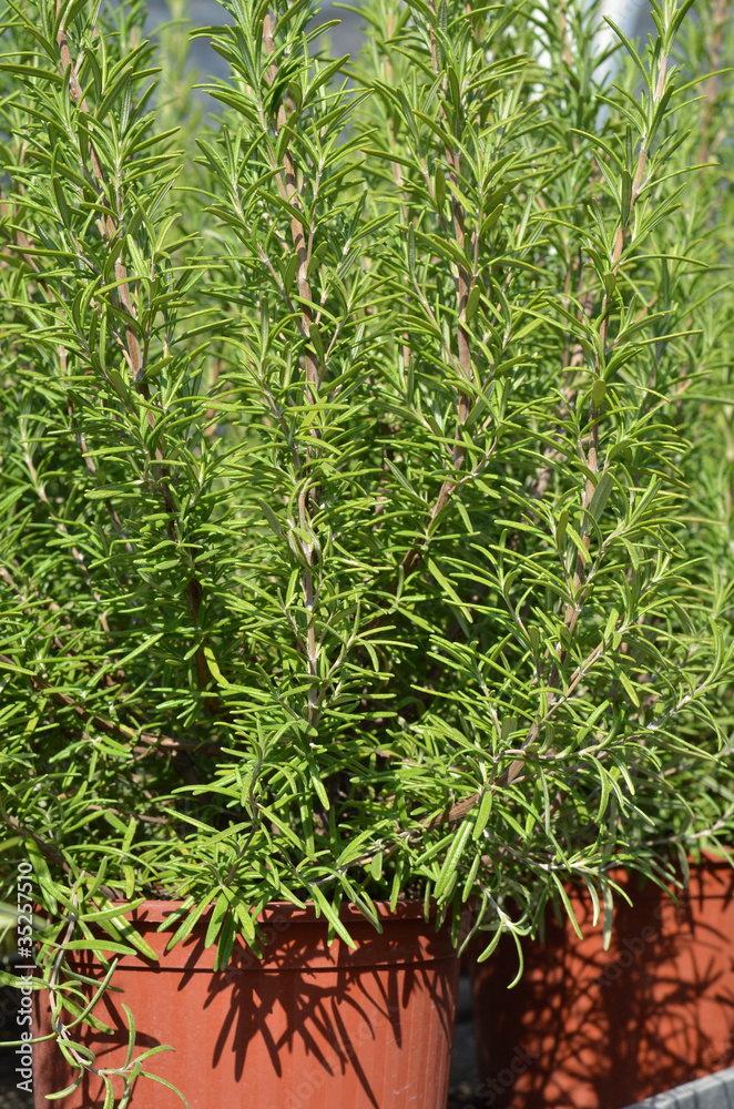 Obraz premium rosmarino