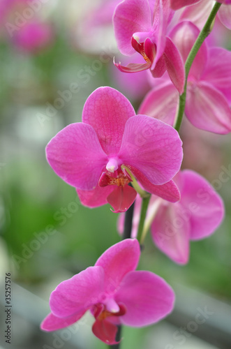 orchidee © gennaro coretti