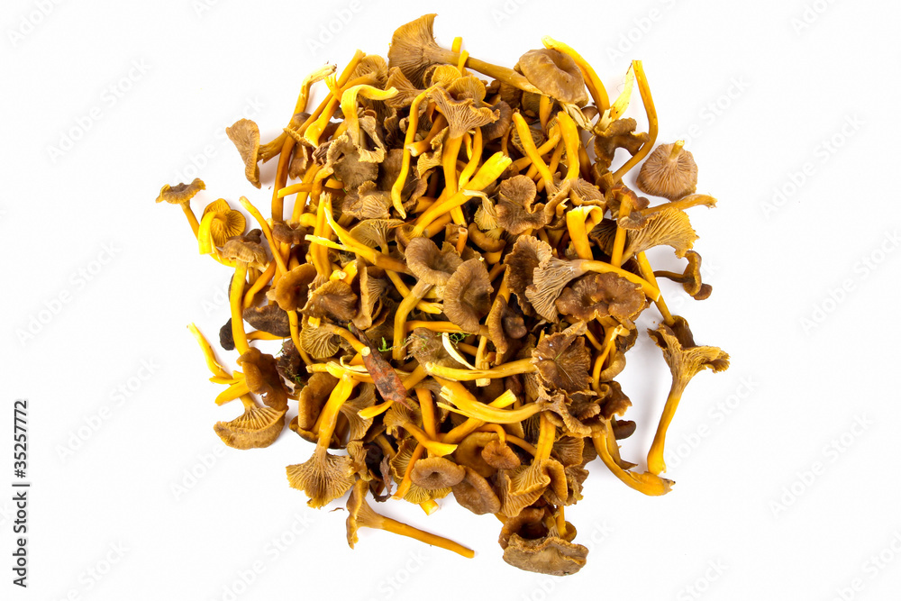 Obraz premium Funnel Chanterelle
