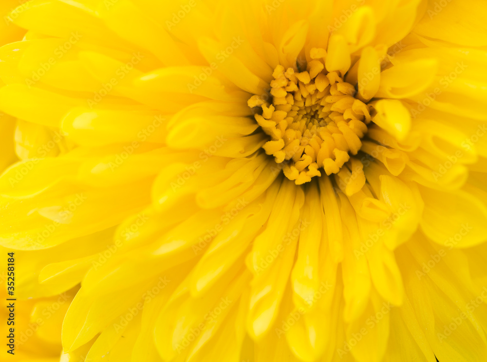 Bright yellow flower close up