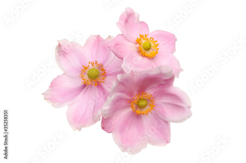 Three Anemone flowers