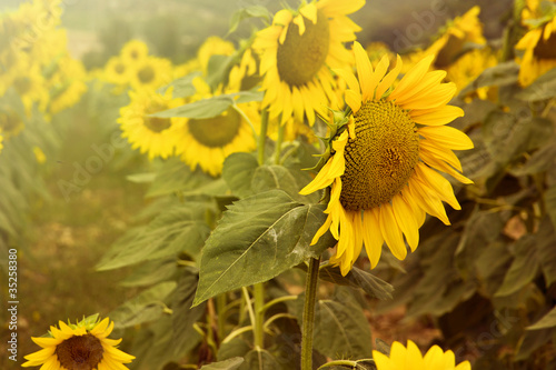 Fototapeta Naklejka Na Ścianę i Meble -  Girasole con atmosfera vintage