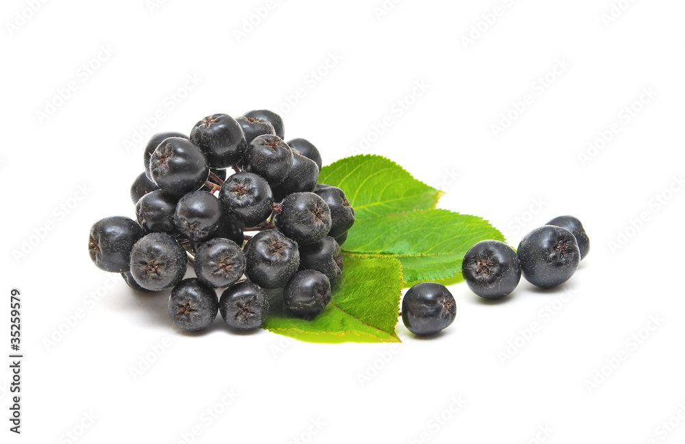 chokeberry on a white background chokeberry on a white background
