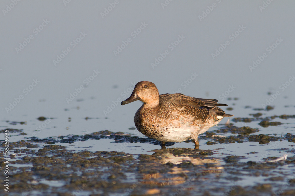 eurasian teal female on the lake (Anas crecca) eurasian teal female on the lake (Anas crecca)
