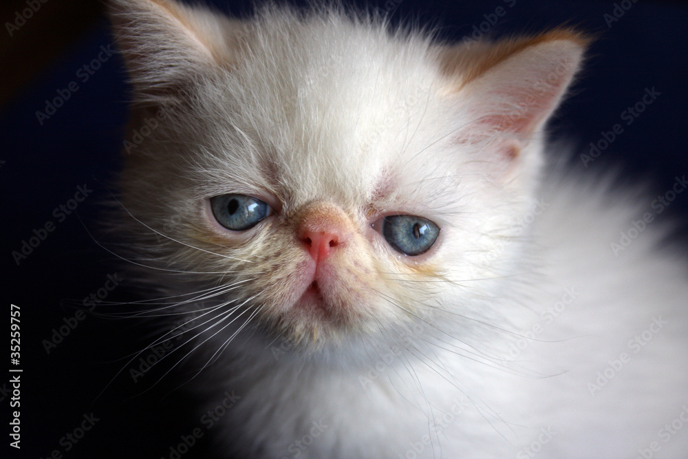 White persian kitten White persian kitten