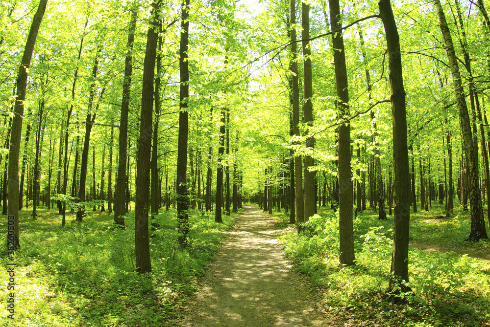 Obraz premium green forest