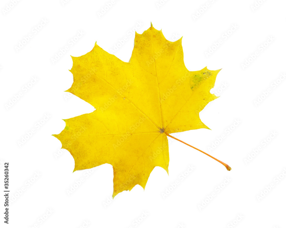 Fototapeta premium autumn maple leaf