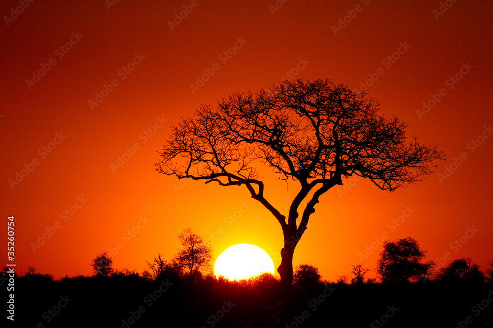 A marula tree silhouette at sunset A marula tree silhouette at sunset