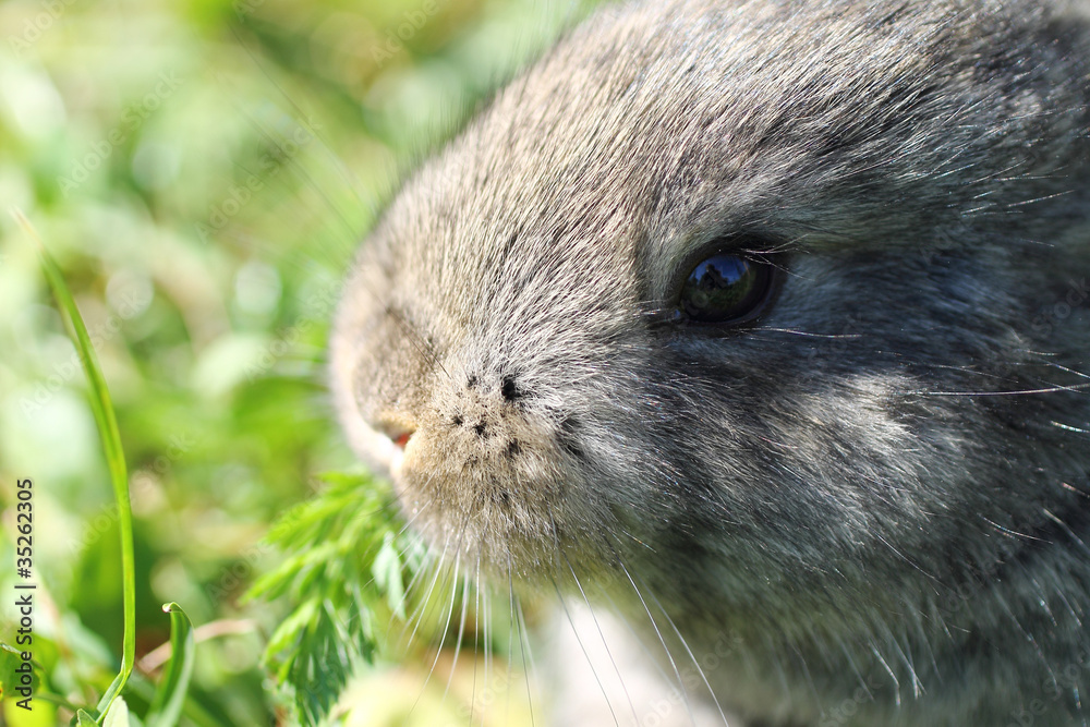Rabbit in blur Rabbit in blur