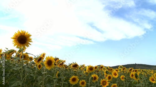 Sunflower field photo