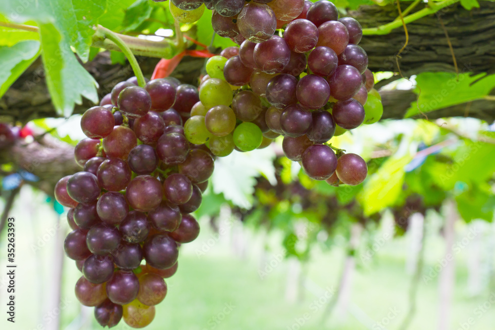 Red grape vine