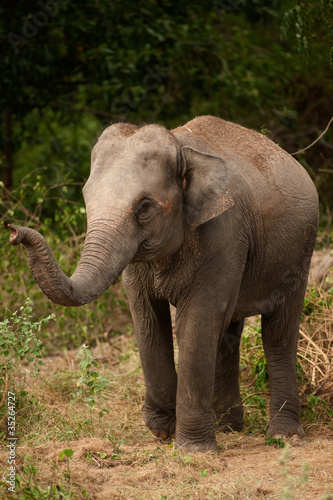 Young elephant.