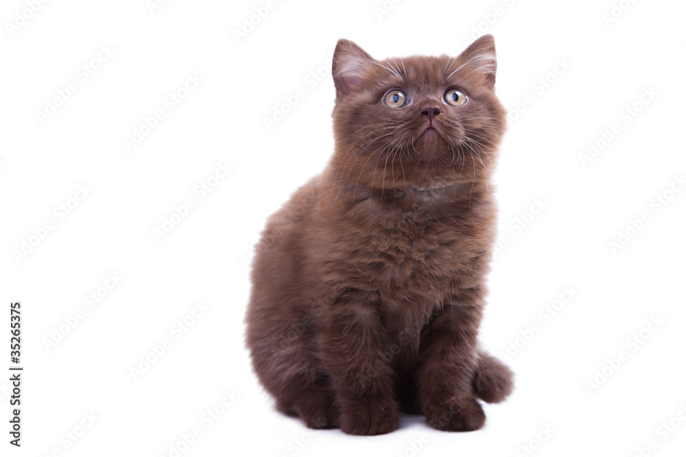 chestnut British kitten sitting on isolated white