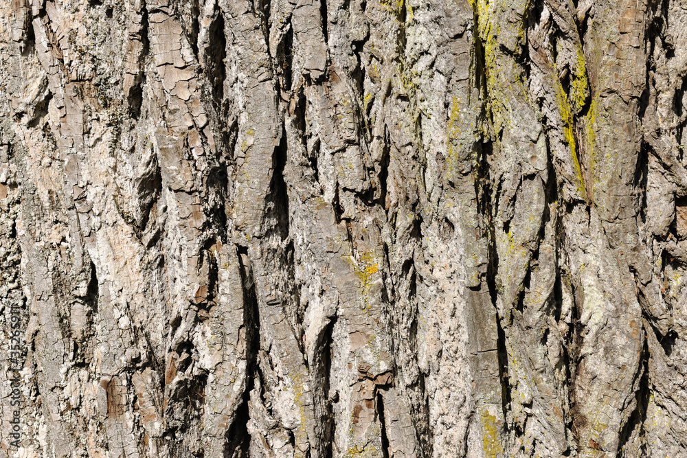Tree bark texture of maple tree Tree bark texture of maple tree