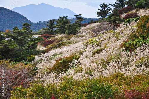 Flower field on the mountian in autumn season at Obama, Japan