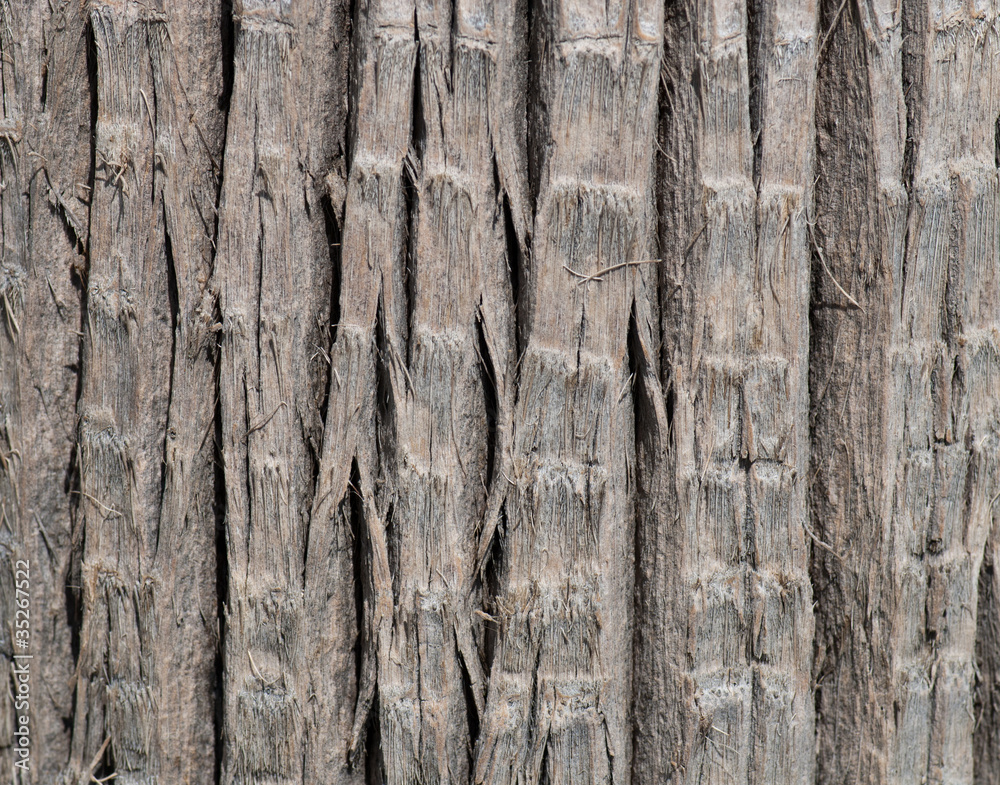 Close Up Of Palm Tree Bark Background Close Up Of Palm Tree Bark Background