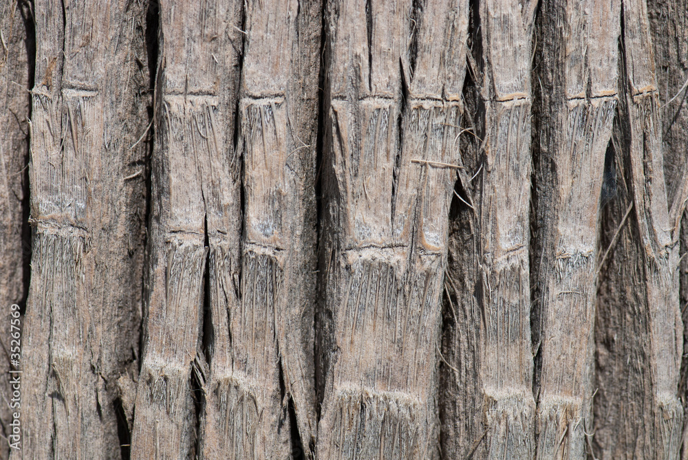 Obraz premium Close Up Of Palm Tree Bark Background