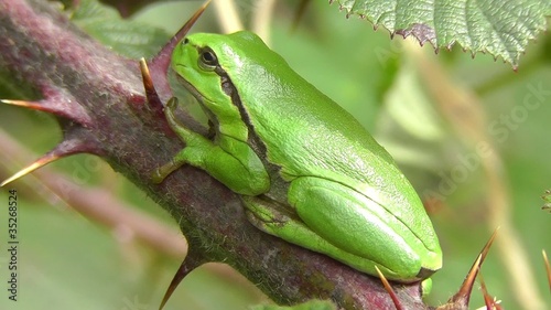Europäische Laubfrosch - Jungtier