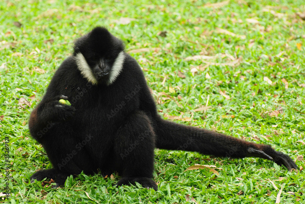 Fototapeta premium White Cheeked Gibbon