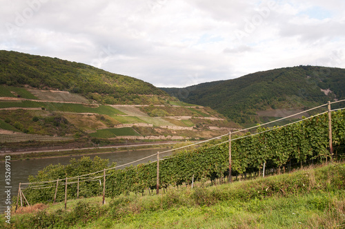 evening sunlight on vineyards across the Rhine