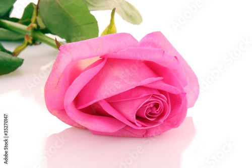 pink rose petals with rose on white