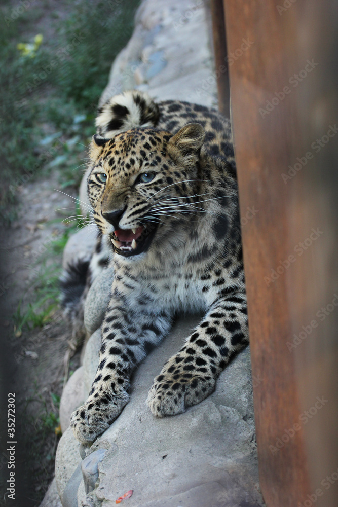 Fototapeta premium Angry leopard in zoo