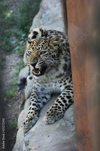 Angry leopard in zoo