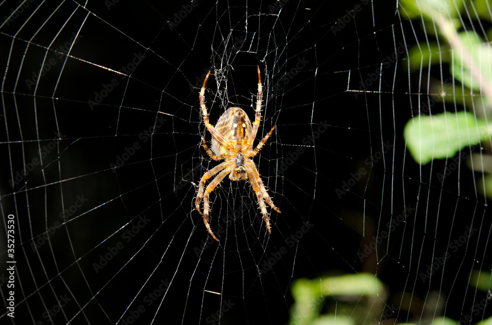 Fotografie underside of garden spider in net