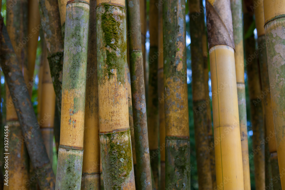 Bamboo Bamboo