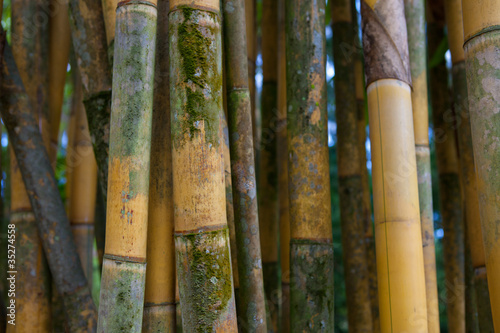 Bamboo