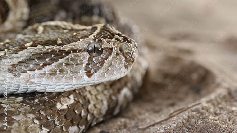 Puff adder in defensive position with flicking tongue Puff adder in defensive position with flicking tongue