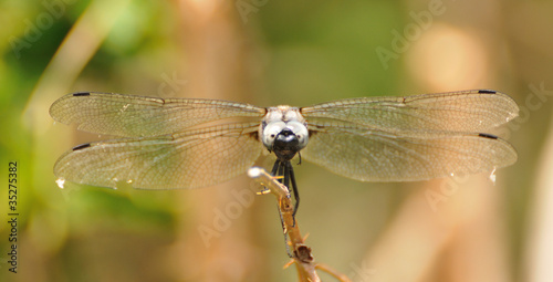 Blue-gray Dragonfly, front view