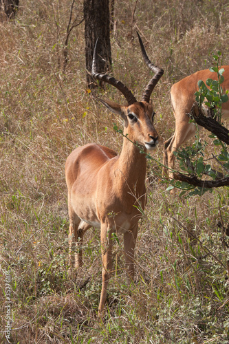 Antelope Impala.