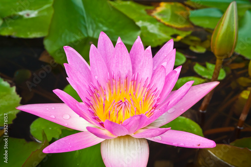 pink lotus blooming in canal